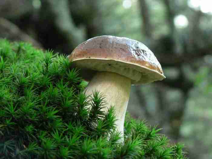  Image name: 270 Porcino.jpg 
 width: 700 pixel 
 height: 525 pixel 
 Size: 21005 bytes 
 Click to enlarge 